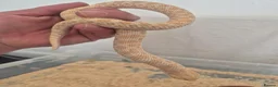 Snake reptiles for sale: Western hognose albino conda  - Advert 4