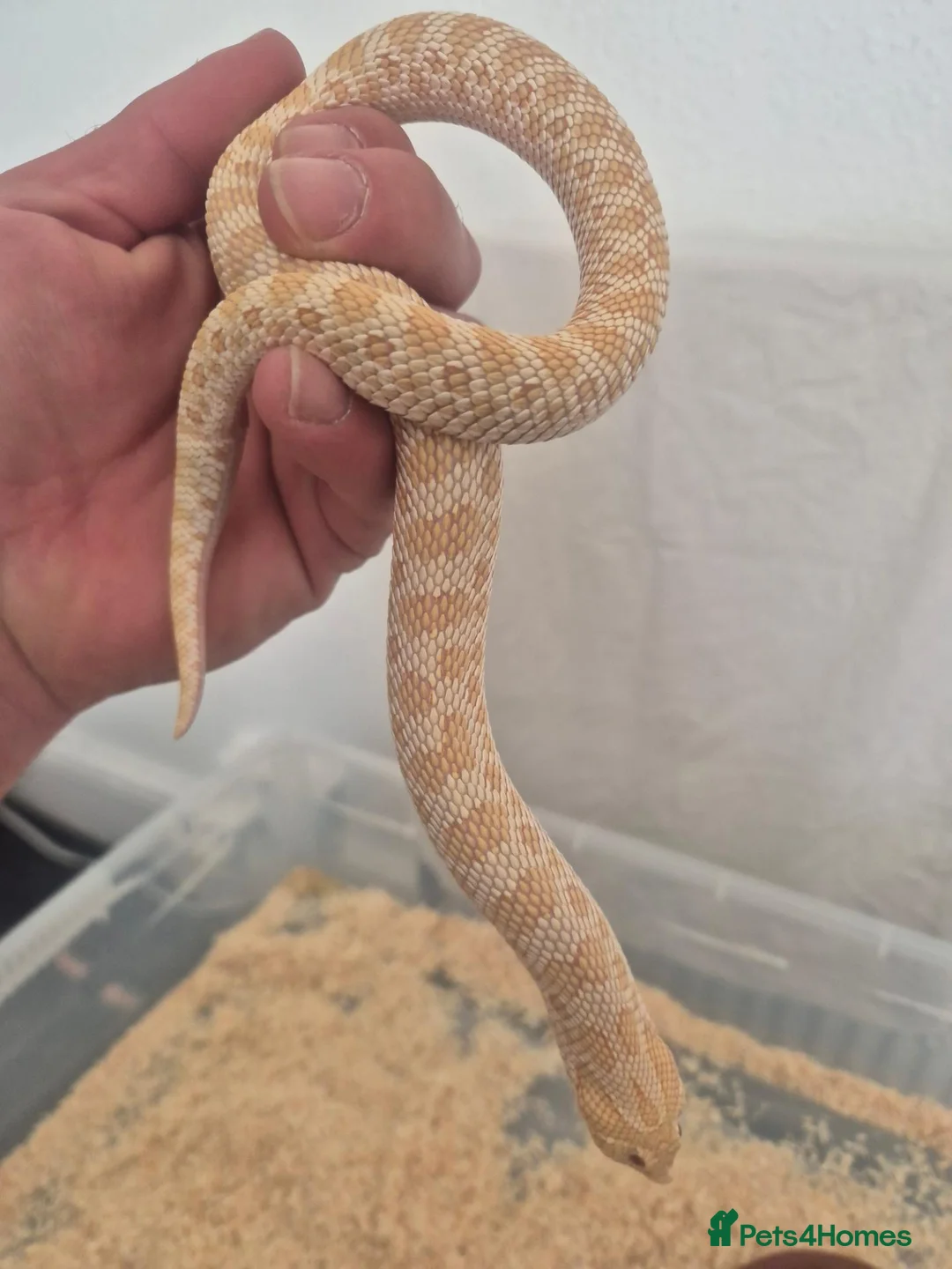 Snake reptiles for sale: Western hognose albino conda  - Advert 4