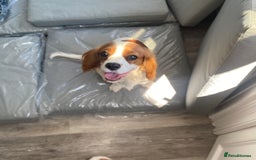 Cockalier dogs for sale: Cavalier Puppy–Loving, Healthy, and Full of Joy - Image 1