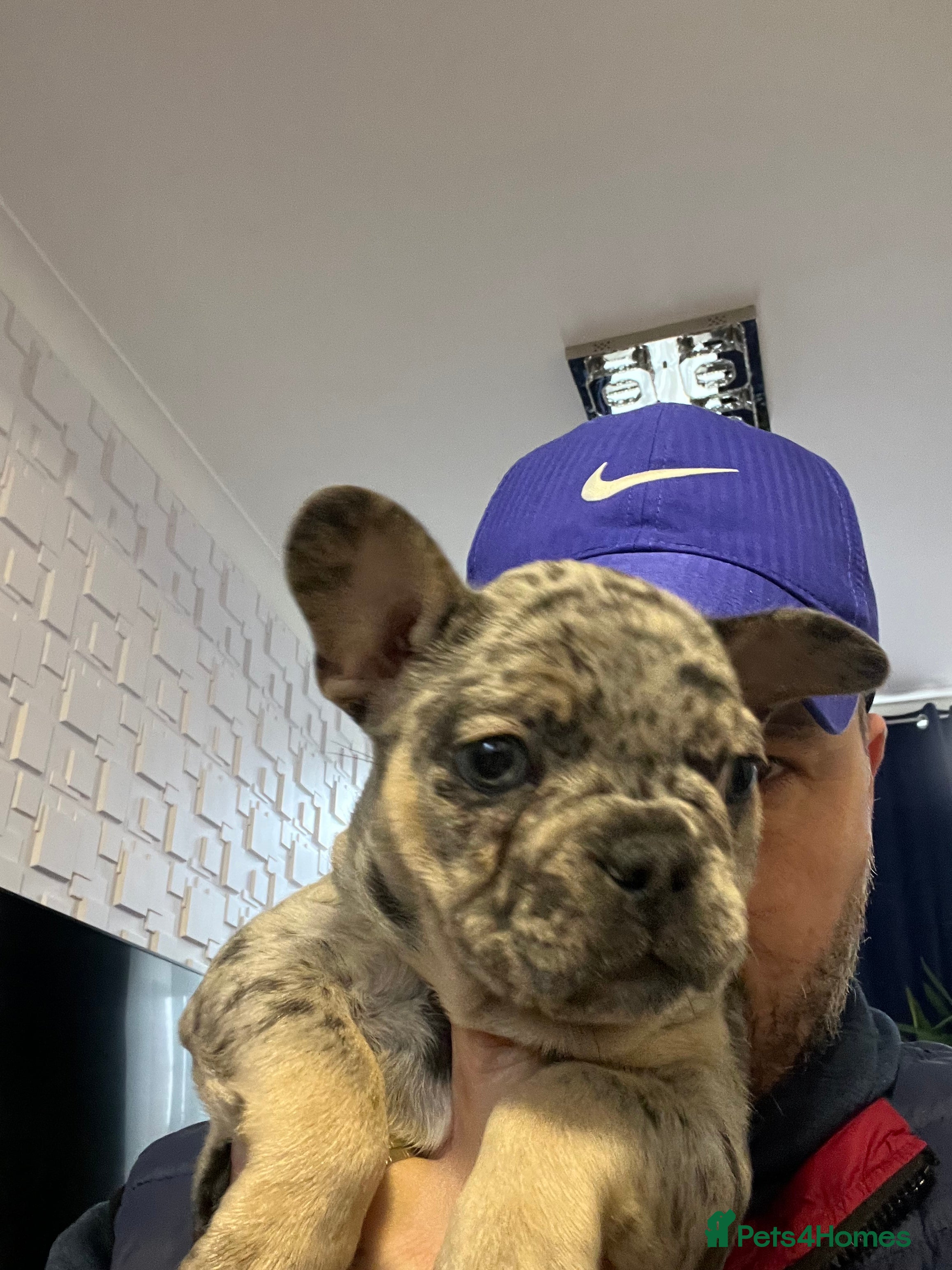 French Bulldog dogs French bulldog  - Advert 14