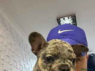 French Bulldog dogs French bulldog - Advert 14