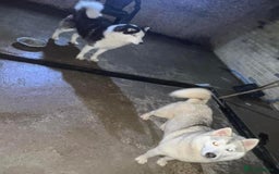 Siberian Husky dogs for sale: Siberian husky - Advert 17