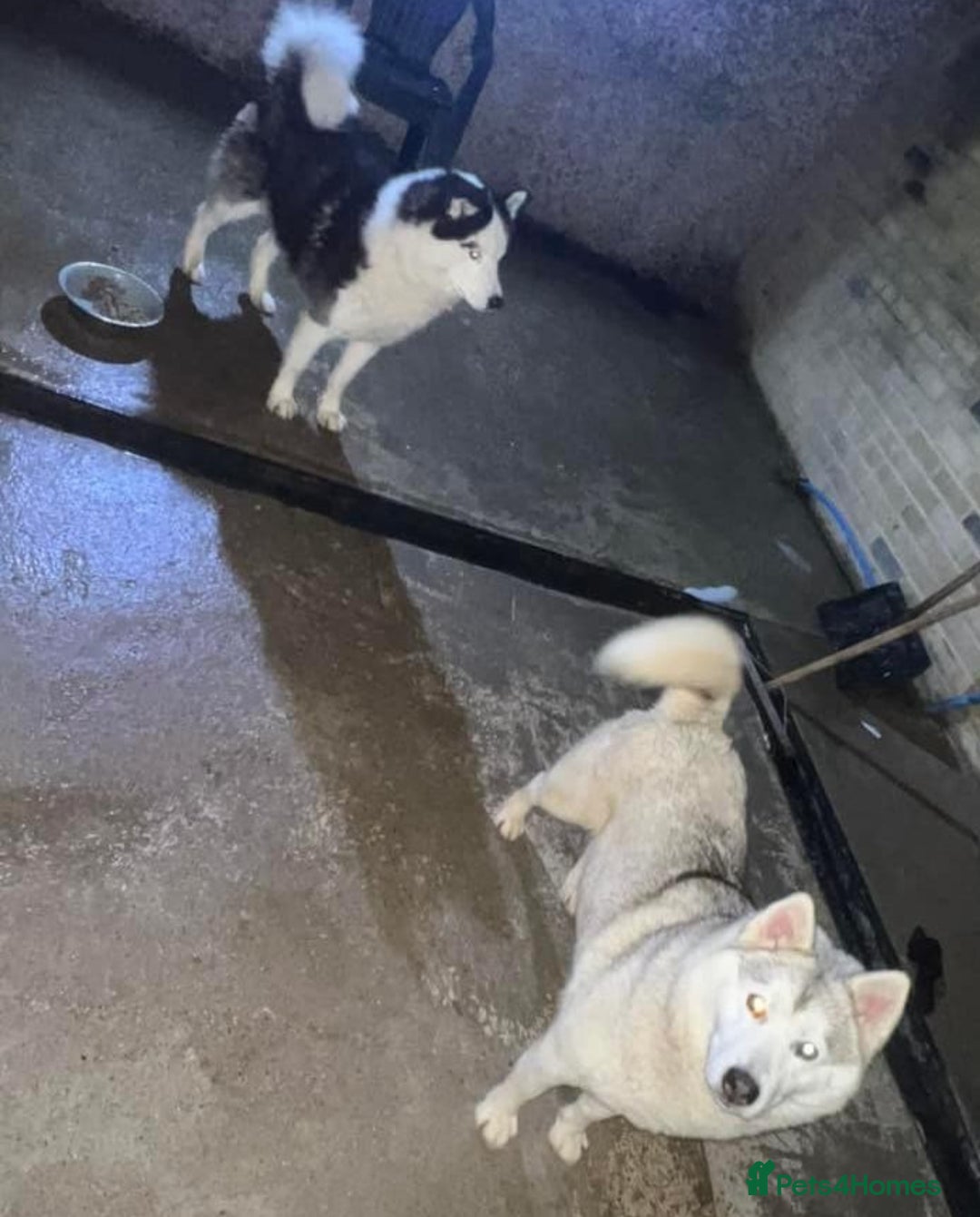 Siberian Husky dogs for sale: Siberian husky - Advert 17