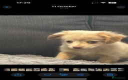 Mixed Breed dogs for sale: 5 beautiful chiweenies  - Advert 3