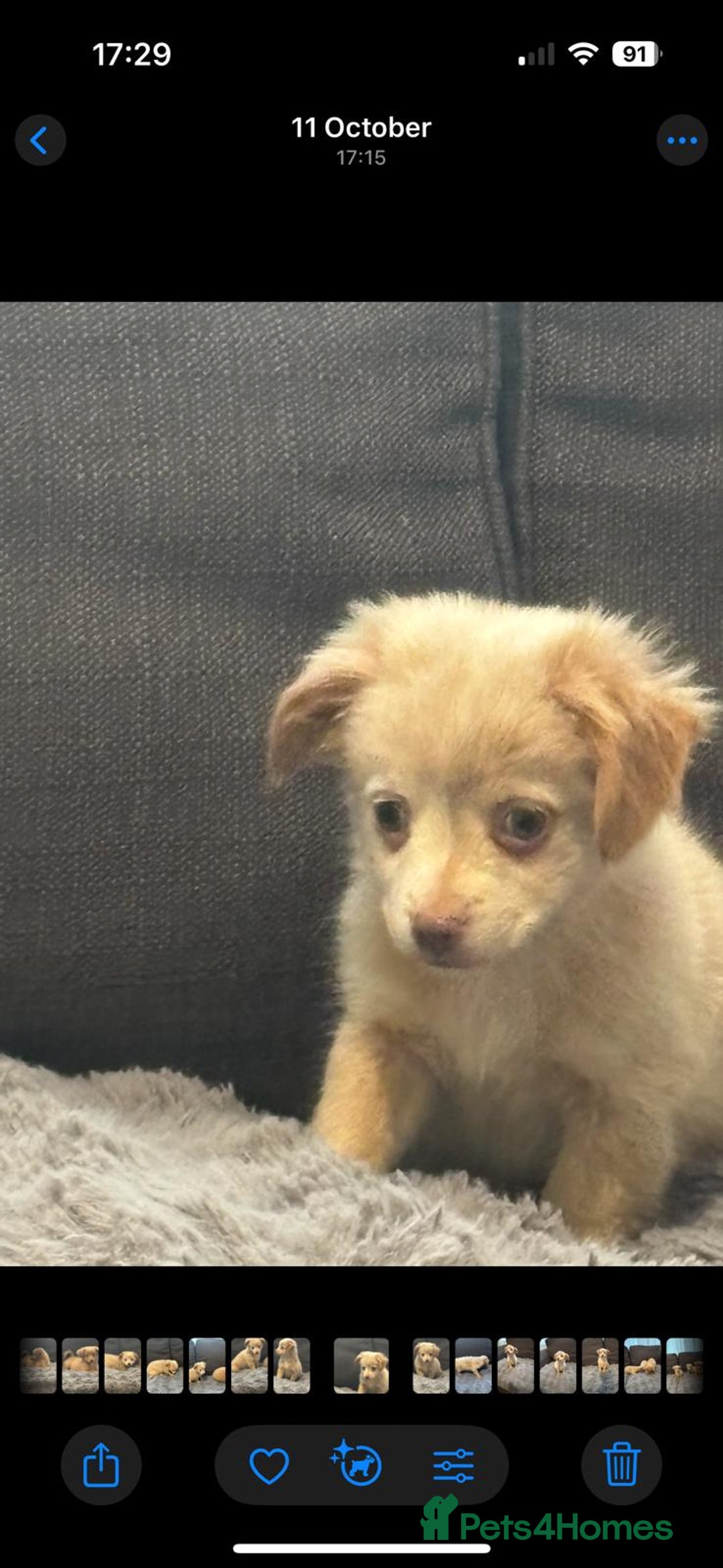 Mixed Breed dogs for sale: 5 beautiful chiweenies  - Advert 3