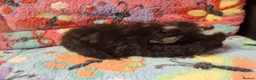 Guinea Pig rodents for sale: Baby Boars in longhaired breeds & teddies  - Advert 8