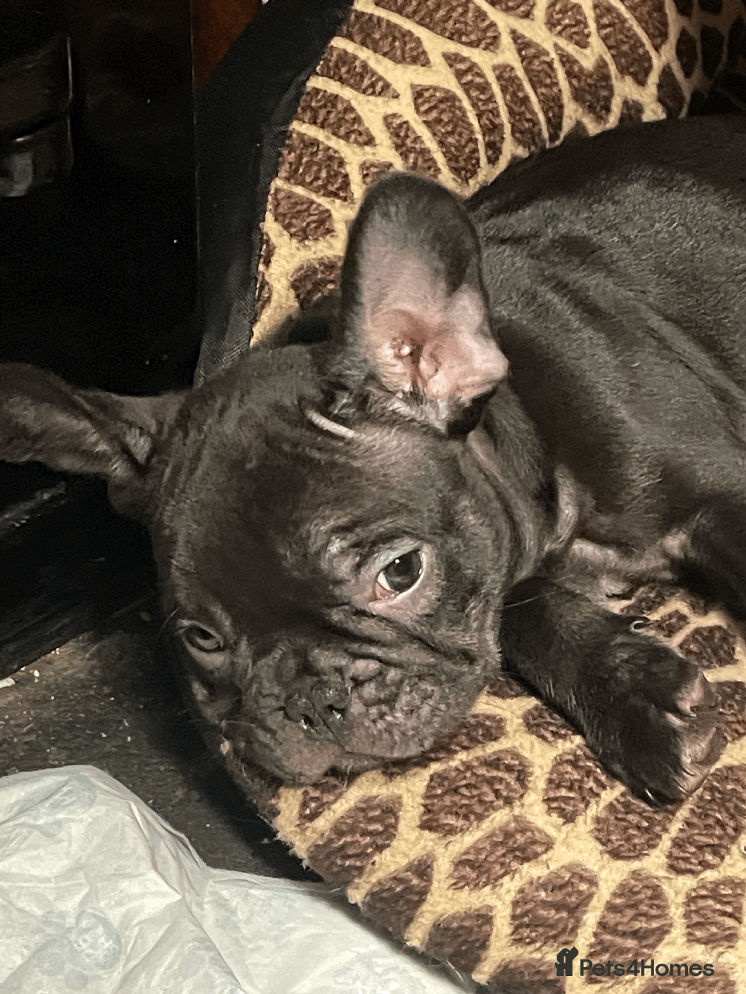 French Bulldog dogs for sale: French Bulldog - Advert 7