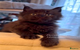 Maine Coon cats for sale: Chunky Russian Mainecoon cubs  - Image 8