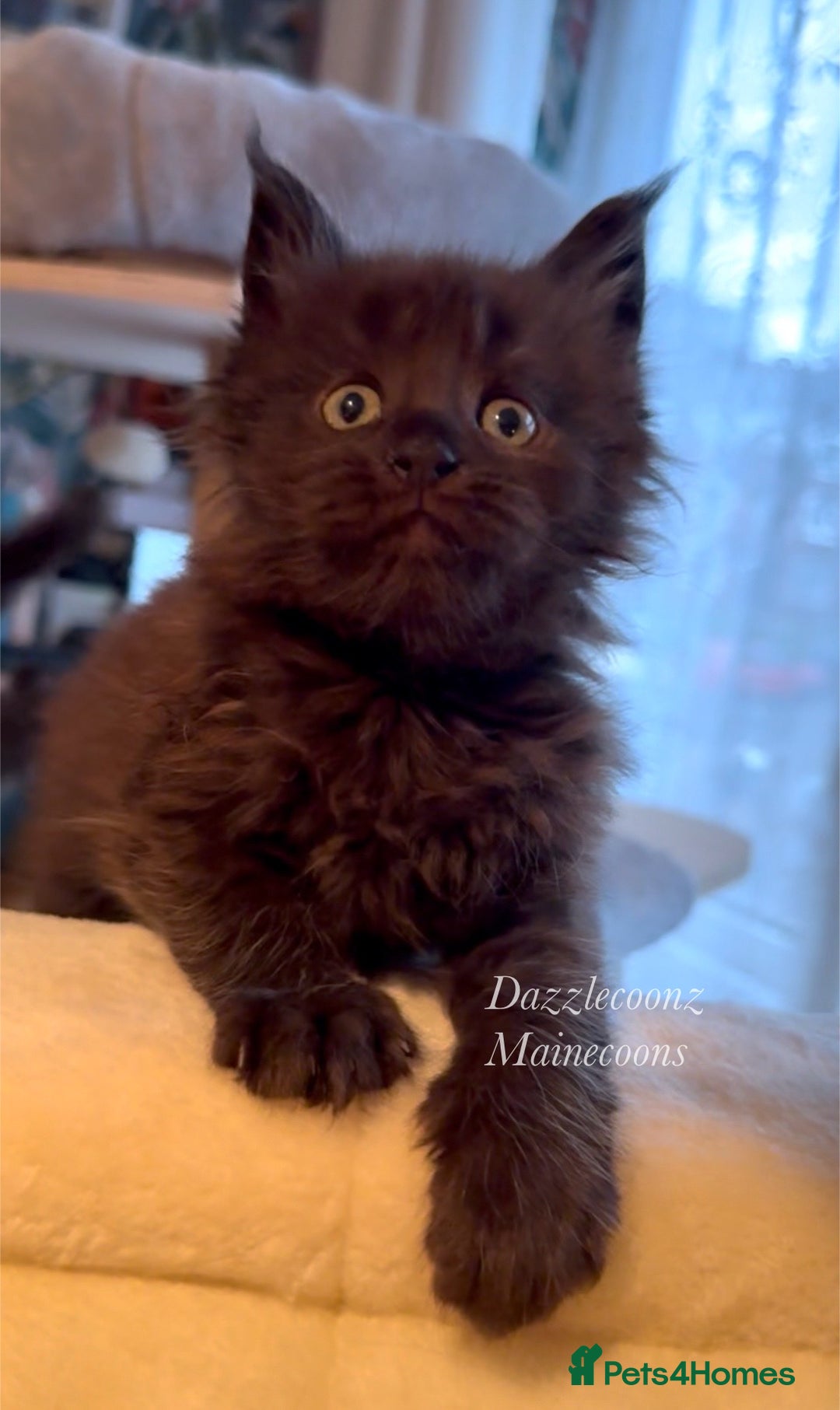 Maine Coon cats for sale: Chunky Russian Mainecoon cubs  - Image 8