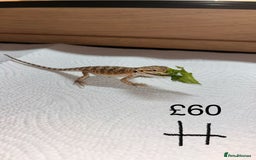 Bearded Dragon reptiles for sale: Various Baby Bearded Dragons For Sale - Advert 17