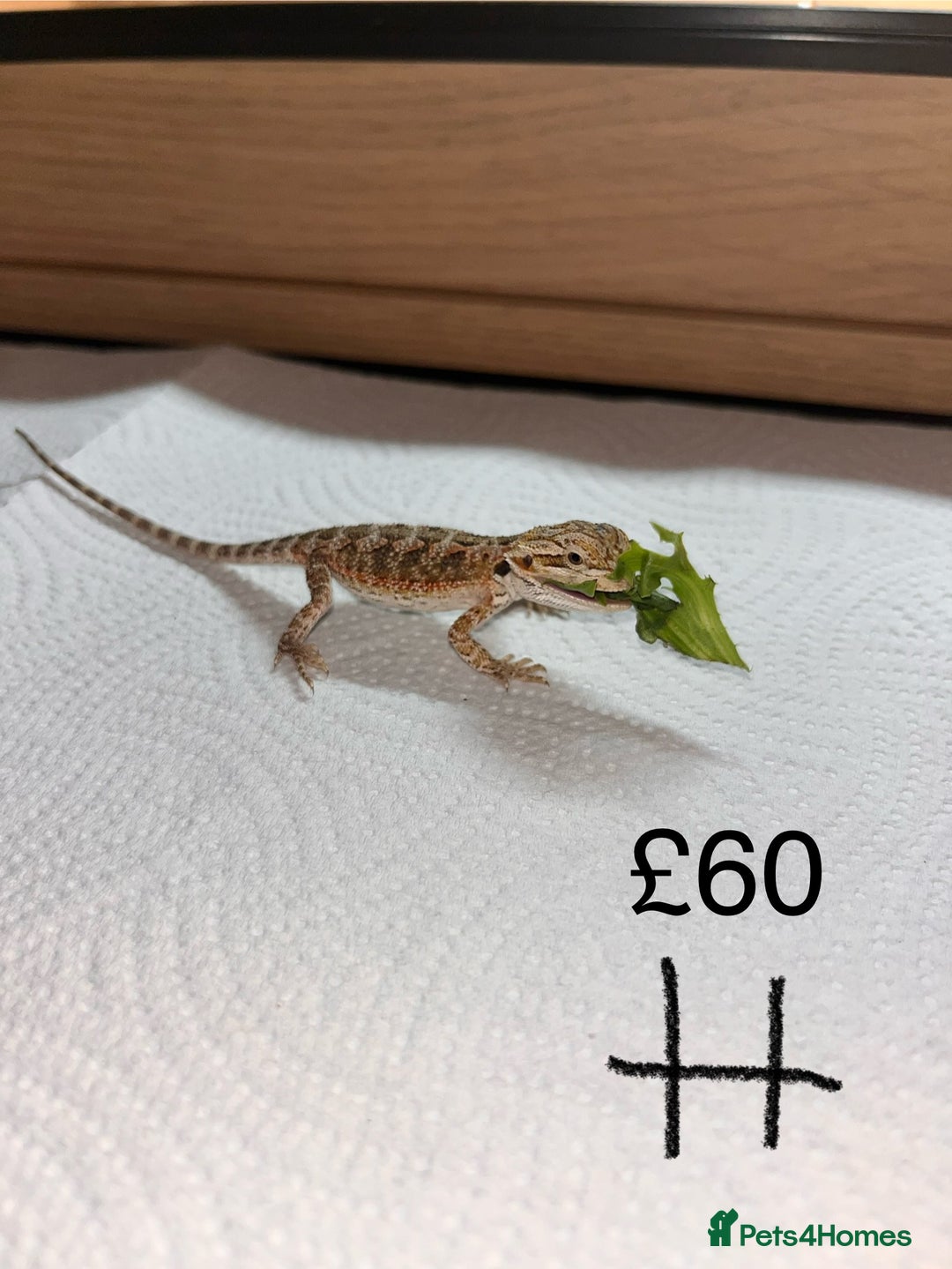 Bearded Dragon reptiles for sale: Various Baby Bearded Dragons For Sale - Advert 17