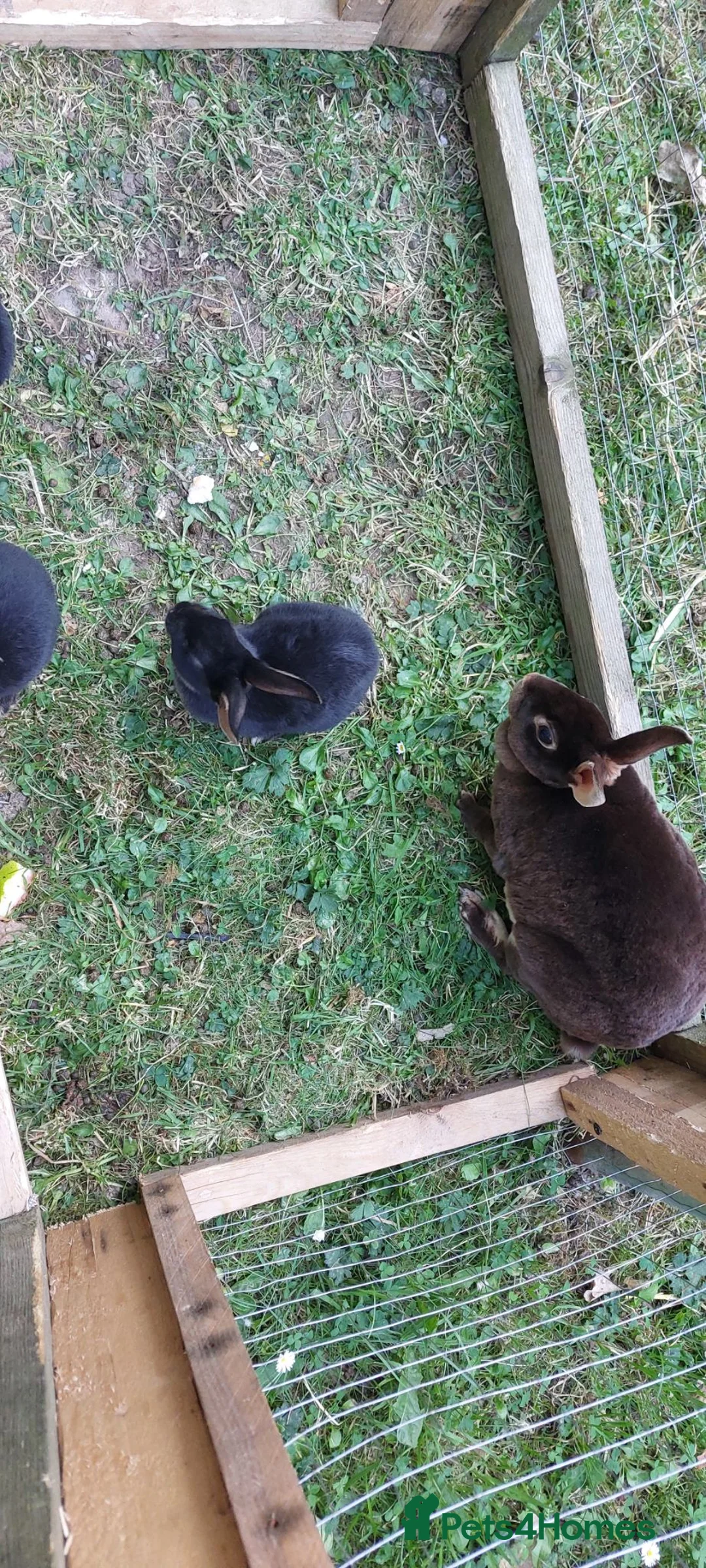 Rex rabbits for sale: Beautiful Purebred Rex Rabbits Babies - Advert 2