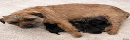 Border Terrier dogs for sale: Beautiful Borders - Advert 5