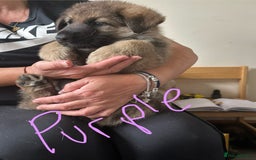 German Shepherd dogs for sale: 6 Beautiful, Healthy German Shepherd puppies in Mansfield - Image 3
