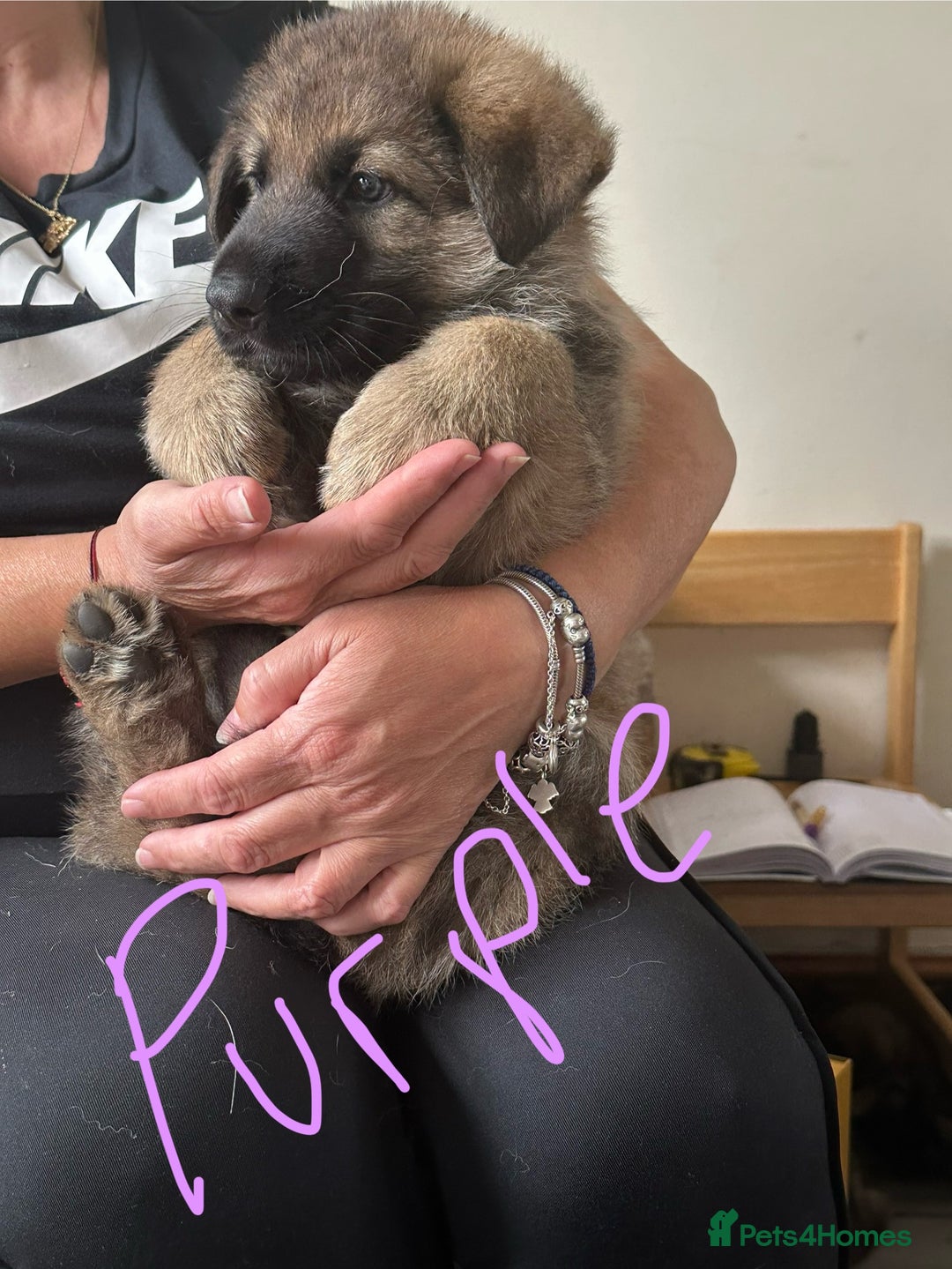 German Shepherd dogs for sale: 6 Beautiful, Healthy German Shepherd puppies in Mansfield - Image 3