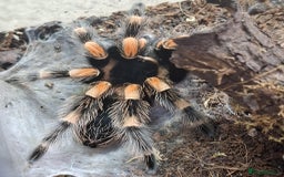 Tarantulas invertebrates for sale: If the list is here, they are available  in Loughborough - Image 1