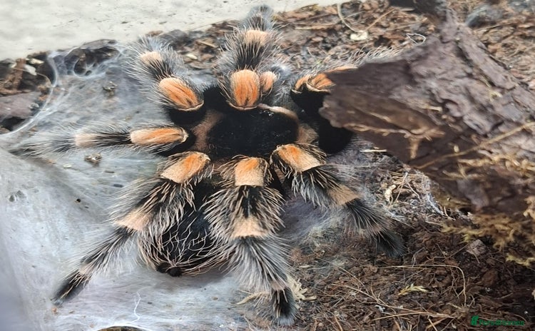 Tarantulas invertebrates in Loughborough - Advert 18