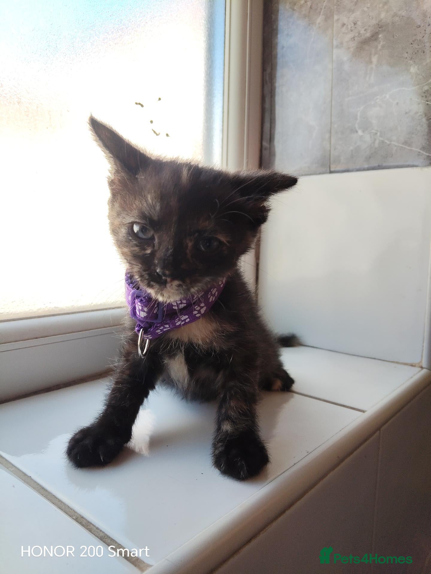 Mixed Breed cats Little Kittens - Advert 1