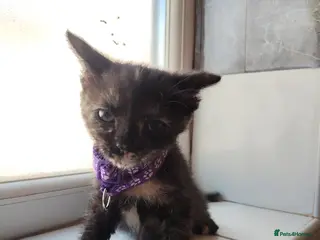 Mixed Breed cats Little Kittens - Advert 1