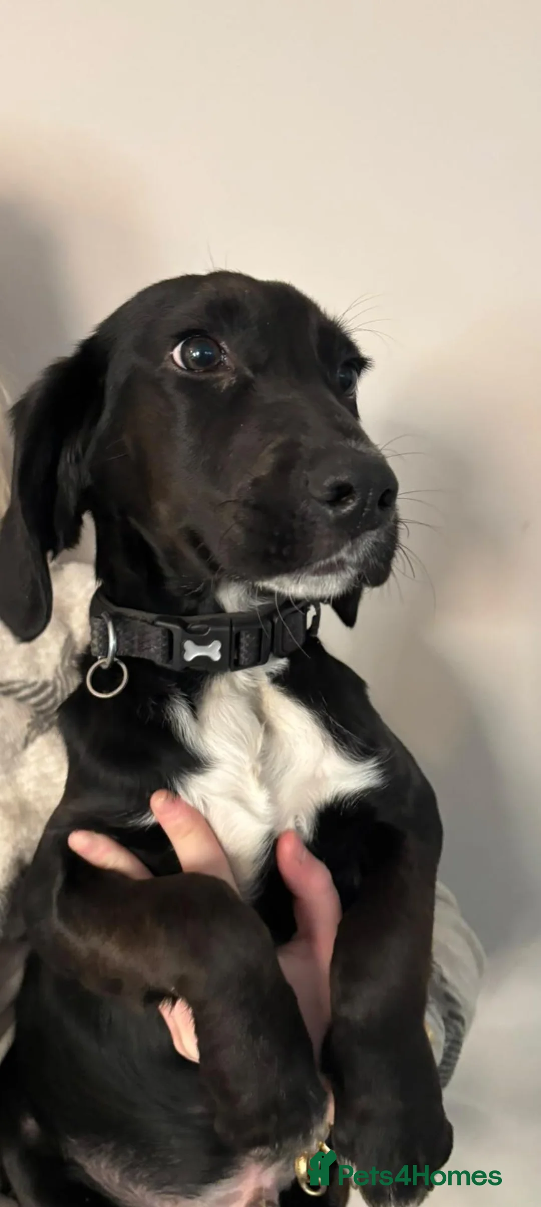 Bocker dogs for sale: Beagle x spaniel  - Advert 7