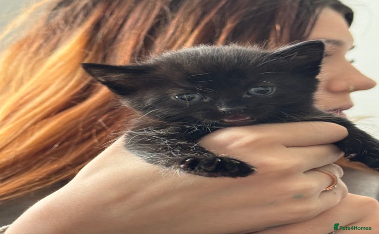 Domestic Shorthair cats - Advert 2