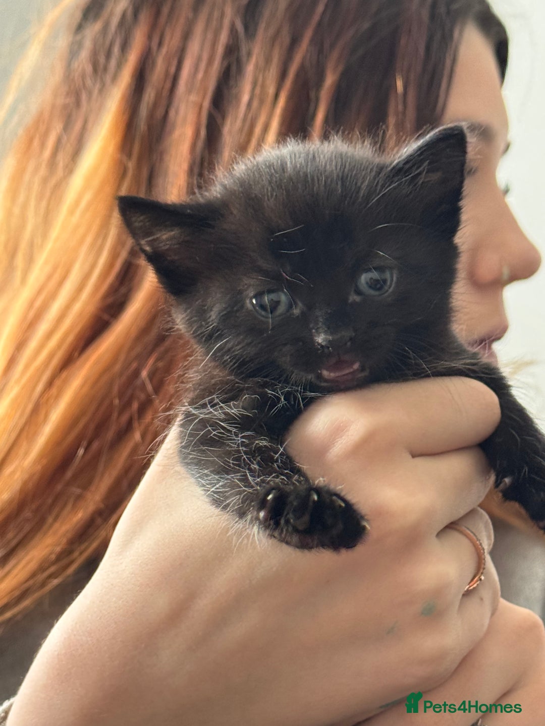 Domestic Shorthair cats for sale: 4 kittens  - Image 1