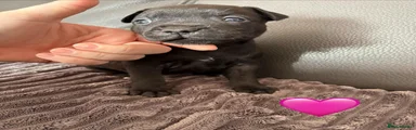 Staffordshire Bull Terrier 4