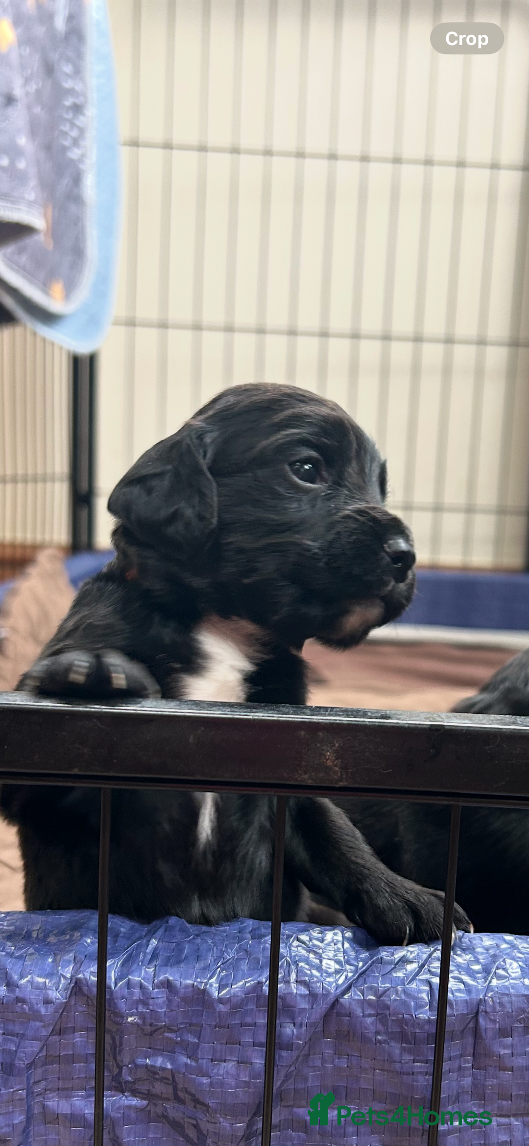 Sprocker dogs for sale:  Sprocker Spaniel READY TO LEAVE!!! 🐶 Only 1 left - Image 1