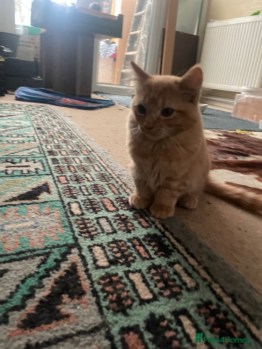 Munchkin cats for sale: Adorable Apricot-Marmalade Tabby Munchkin Male Kit - Image 11