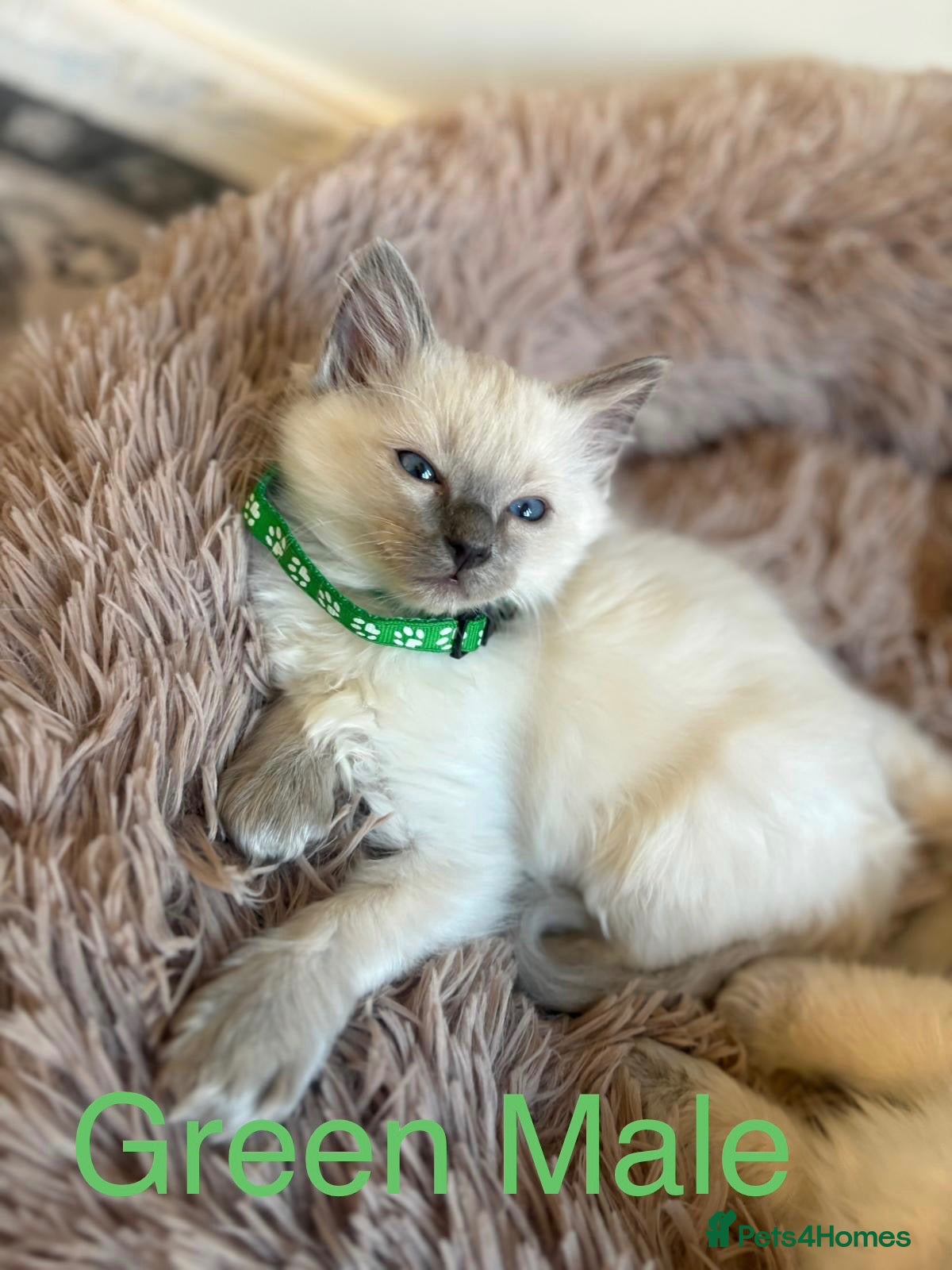 Ragdoll cats 💙6 Beautiful Pure Ragdoll Kittens💙 - Advert 1