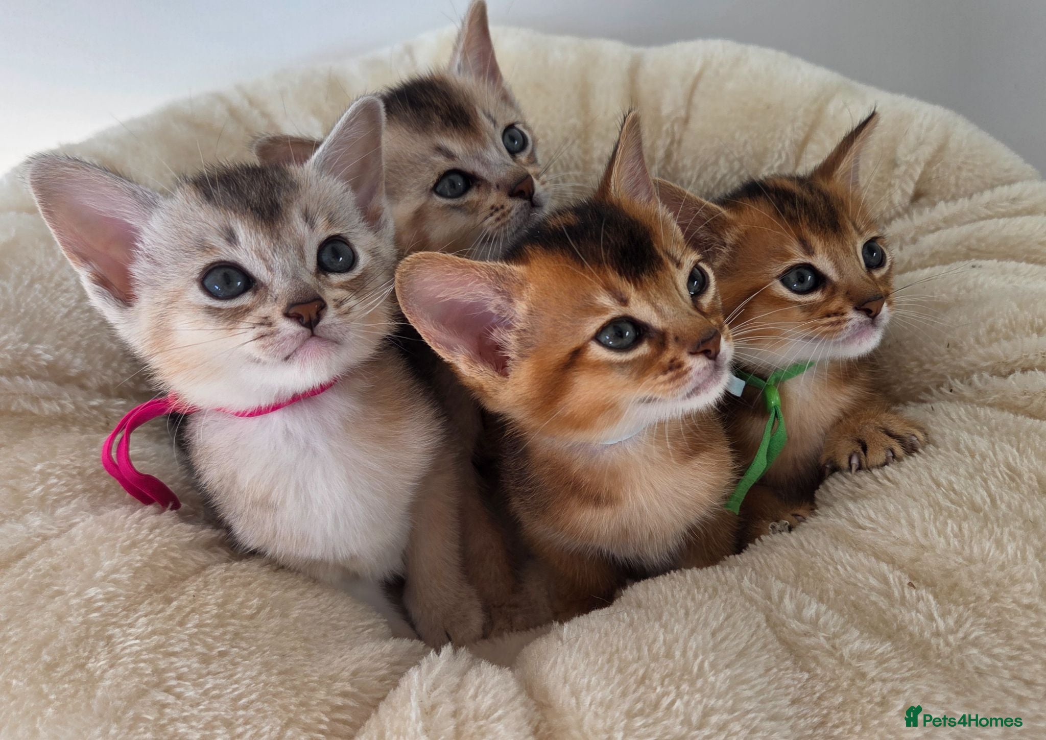 Abyssinian cats 🏆 TICA Registered Abyssinian Kittens - Advert 7