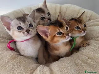 Abyssinian cats 🏆 TICA Registered Abyssinian Kittens - Advert 4