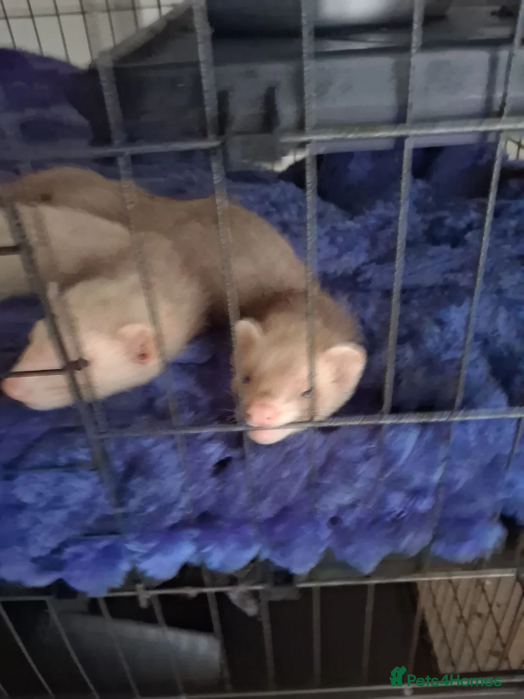 Ferret rodents for sale: 2 hobs sandy - Advert 2