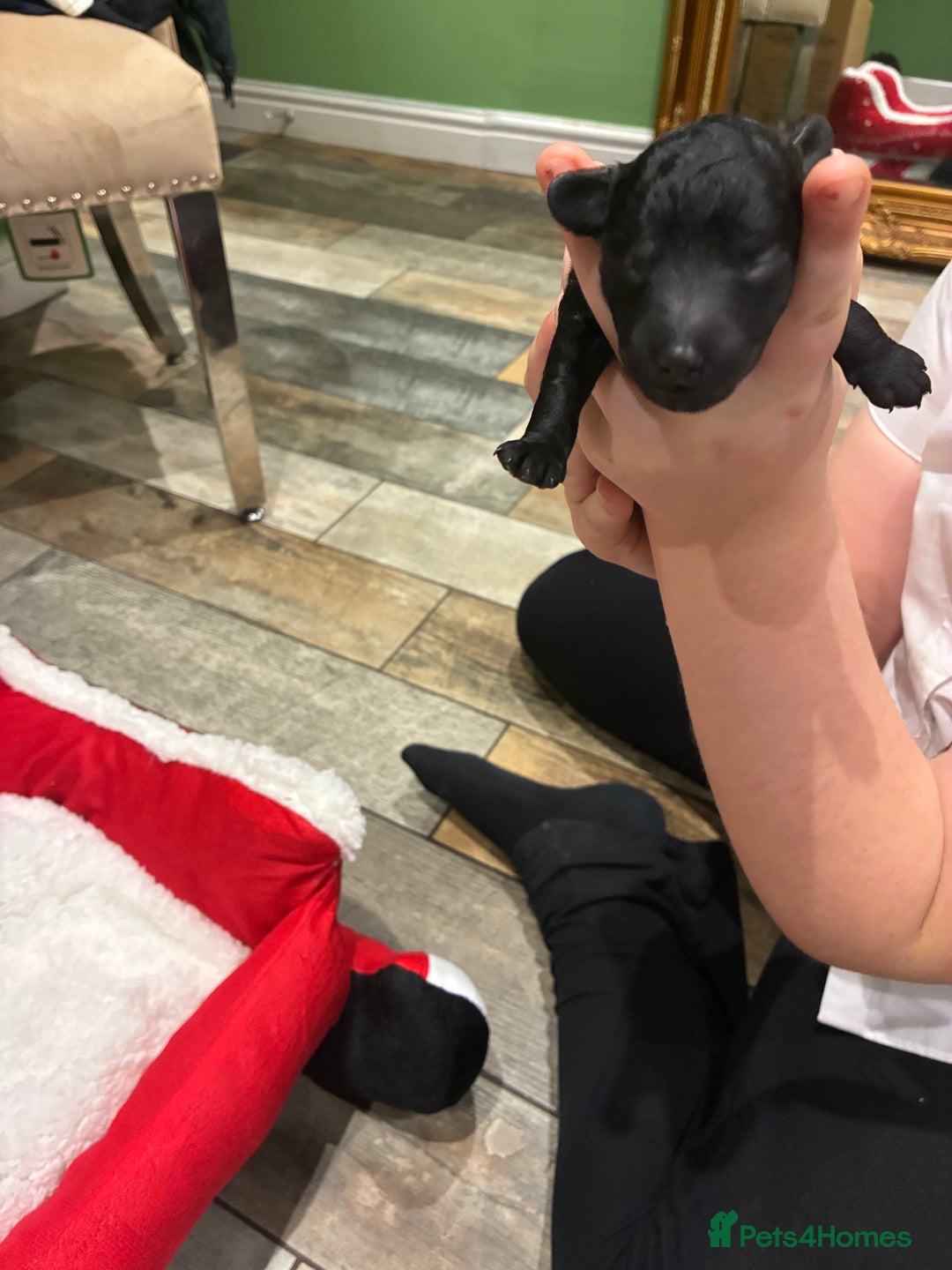 Miniature Poodle dogs for sale: beautiful miniature poodles  - Advert 8