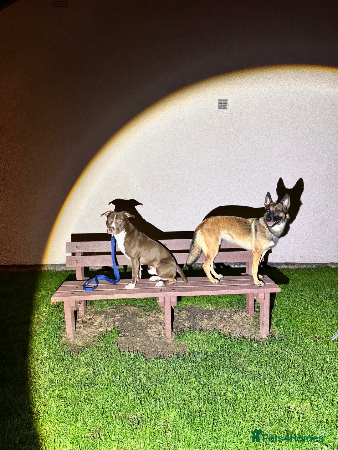 Mixed Breed dogs for sale: Reggie. Bull terrier cross.  - Advert 5