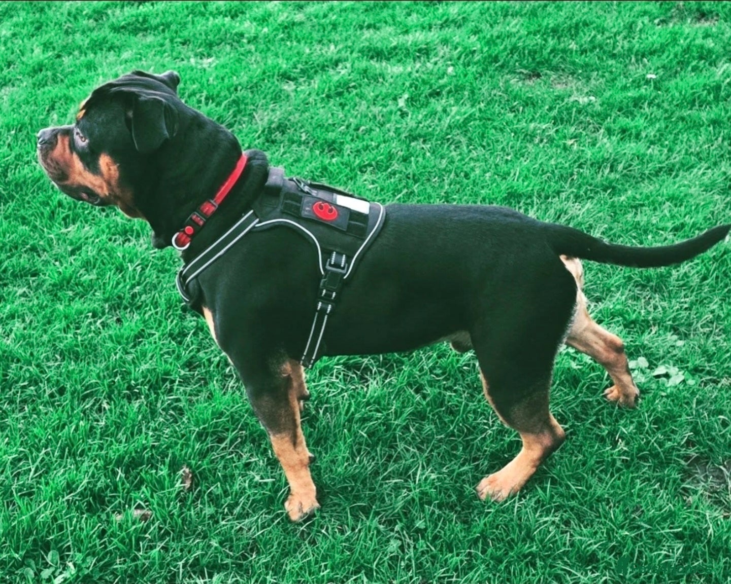 Mixed Breed dogs Rottweiler/pocket bully for stud.  - Advert 1