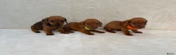 Miniature Dachshund dogs for sale: Dachshund puppies 3 boys 3 girls KC registered - Advert 17