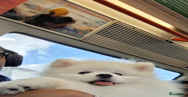 Pomeranian dogs - Advert 9