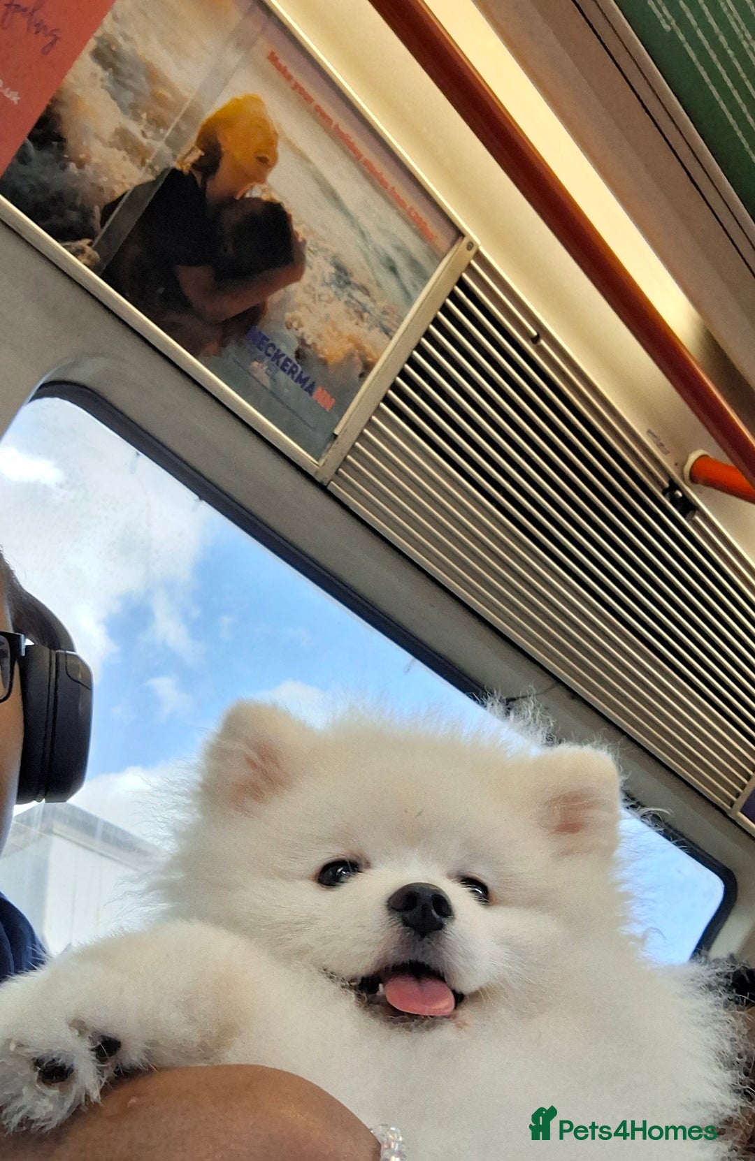 Pomeranian dogs for sale: Teddy Faced Pomeranian Puppy - Image 2