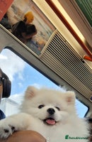 Pomeranian dogs - Advert 12