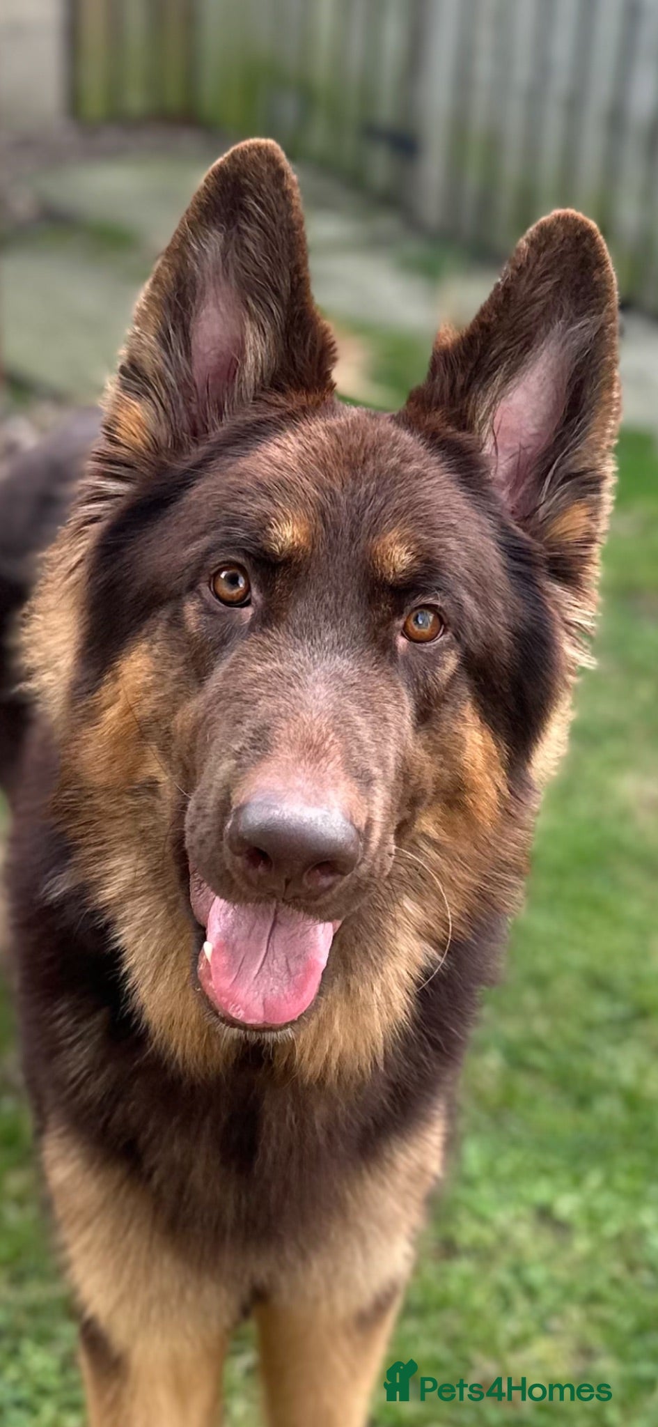 German Shepherd dogs KC registered Liver & tan stud - Advert 1