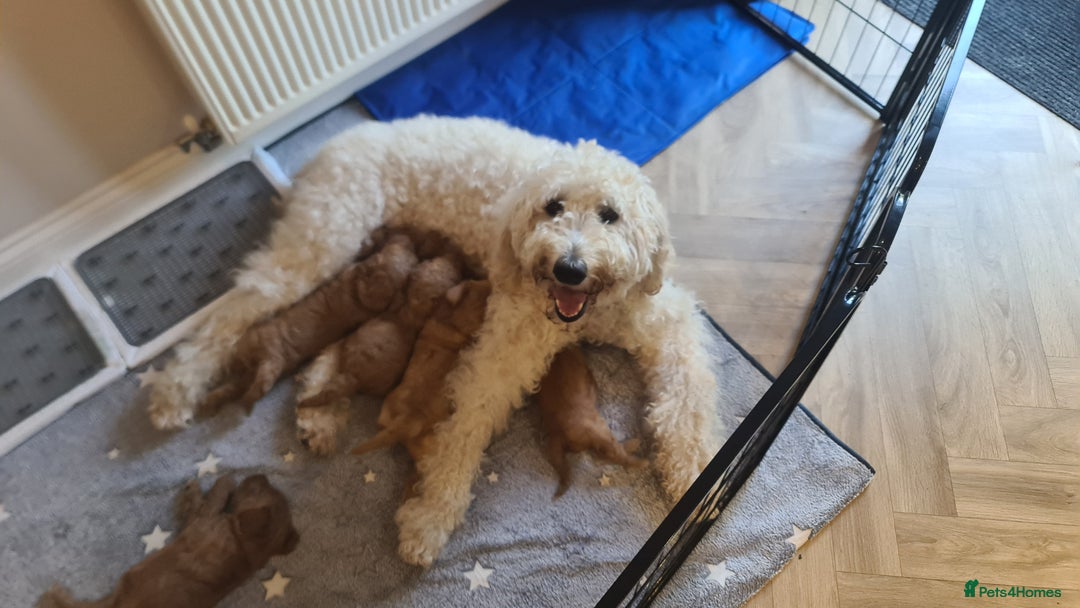 Goldendoodle dogs for sale: 🐾 Adorable Standard Goldendoodle Puppies 🐾 - Image 3