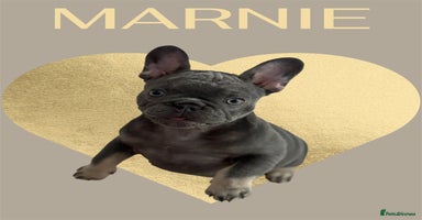 French Bulldog dogs - Advert 8