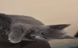 Mixed Breed cats for sale: Ragdoll x British short hair kitten - Image 2