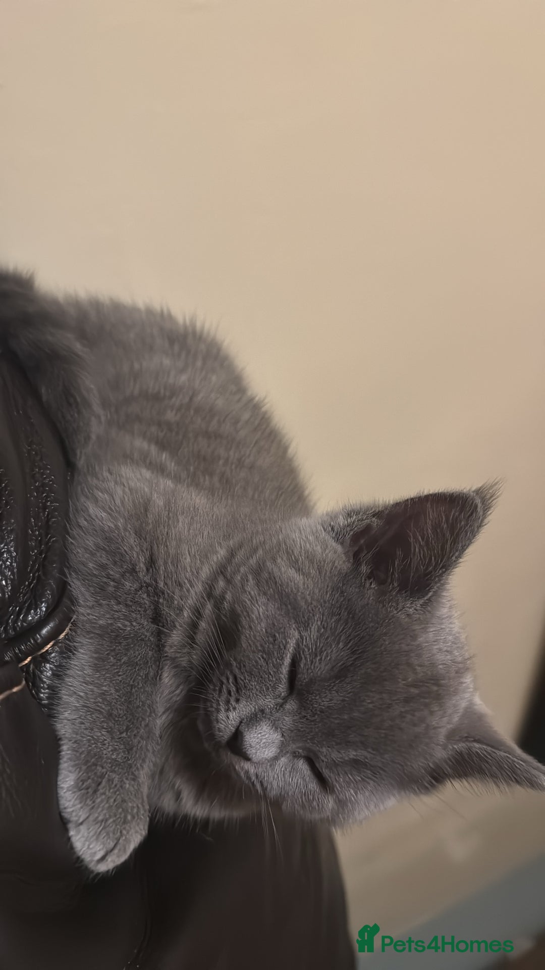 Mixed Breed cats for sale: Ragdoll x British short hair kitten - Image 2