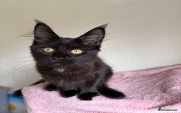 Maine Coon cats for sale: Pedigree GCCF Russian Import line Maine Coons - Image 27