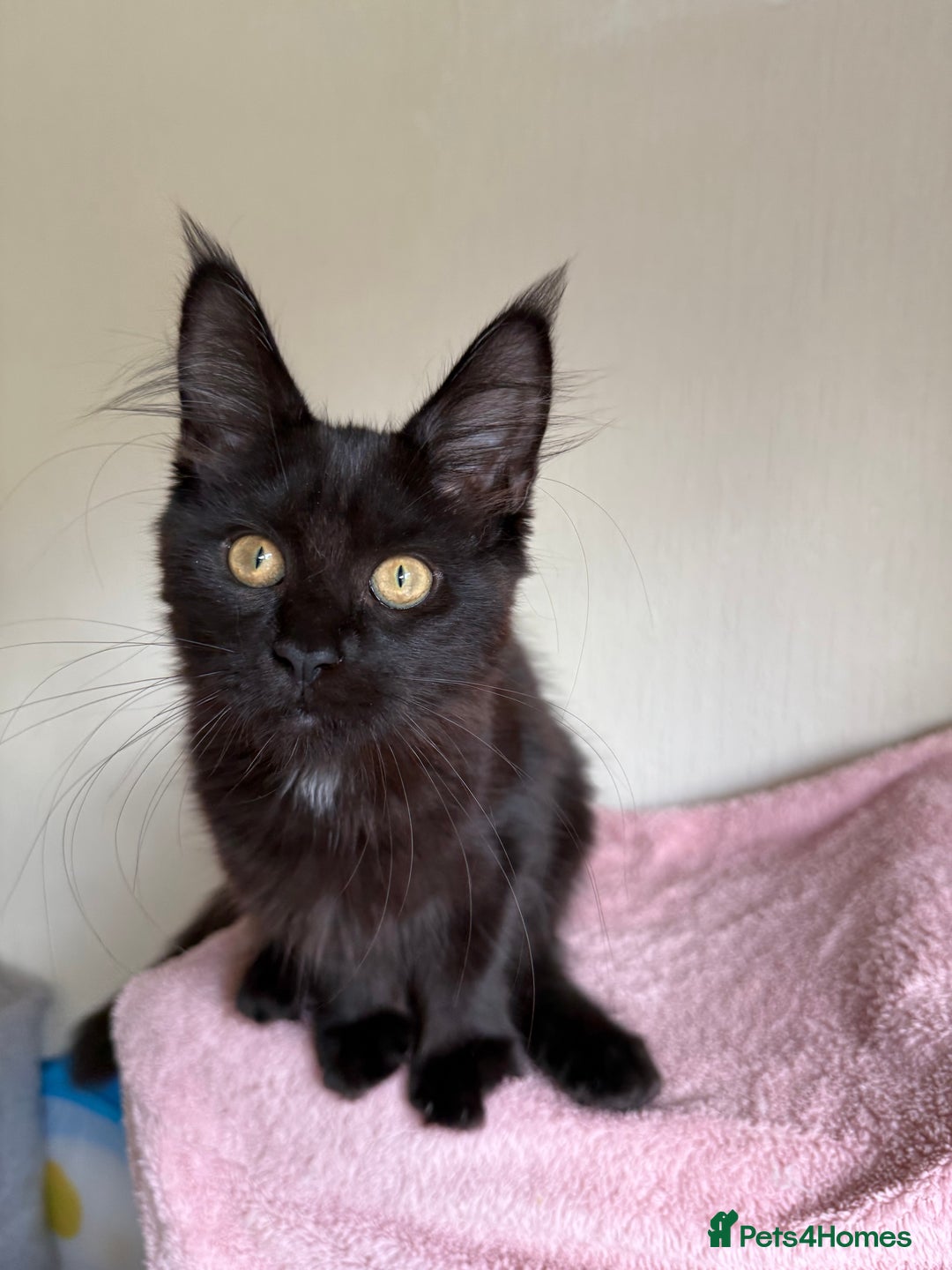Maine Coon cats for sale: Pedigree GCCF Russian Import line Maine Coons - Image 27