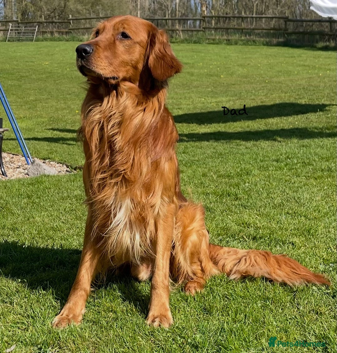 Golden Retriever dogs for sale: KC Reg Golden/Red Working Strain Retriever Puppies - Image 8