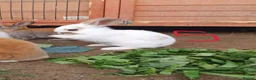 Mixed Breed rabbits for sale: 9 Beautiful Baby Rabbits - Advert 7