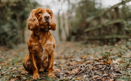 Cocker Spaniel dogs for sale: Stunning Cocker Spaniels - Image 9